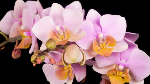 Blooming Pink Orchid Phalaenopsis Flower