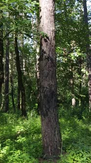 Vertical Video of a Summer Green Forest with Trees During the Day Slow Motion