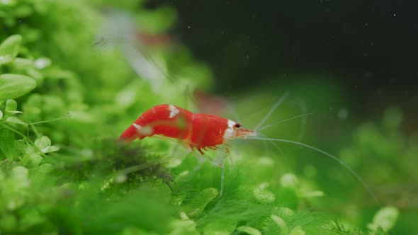 Santa crystal red dwarf shrimp stay on green grass and clean its legs in fresh water aquarium tank