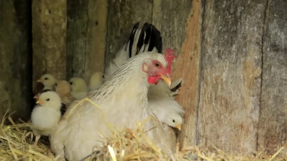 Chickens baby mother chicken, little chickens near the chicken