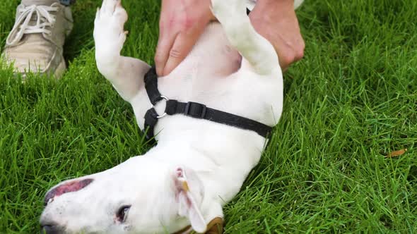 Charming Dog Jack Russell Terrier Lying on Green Lawn and Owner Petting Him