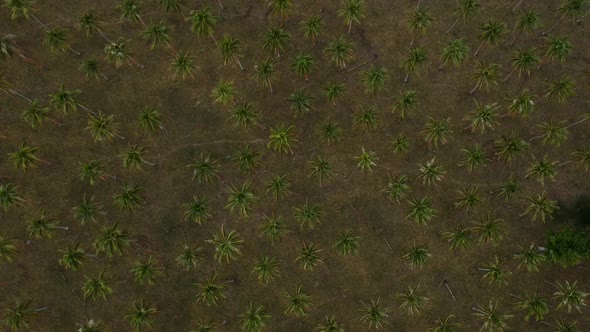 Aerial view of a large palm plantation growing near the coastline of a remote tropical island villag