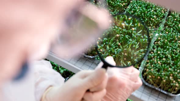 A Scientist Looks at Microgreens Under a Magnifying Glass Closeup