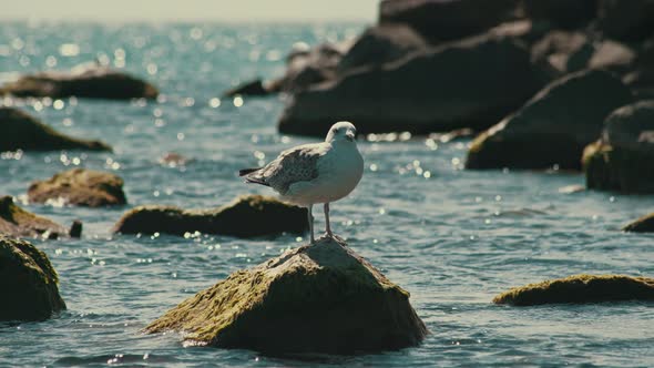 Bird on the Rock in a Front of the Sea