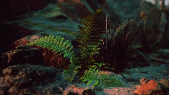 Bright Green Ferns Leaves on Rock