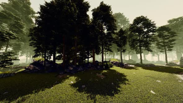 Panorama Of The Forest