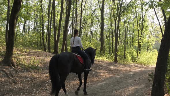 Beautiful Black Horse with Woman Walking in the Park.