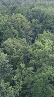 Vertical Video of Green Forest By Day