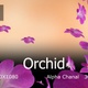 Orchid - VideoHive Item for Sale