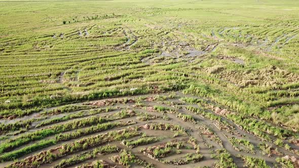 Aerial view group of goats in paddy field