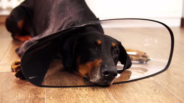 A Sad Dog Doberman Wearing an E-collar Is Lying on the Floor in Close-up