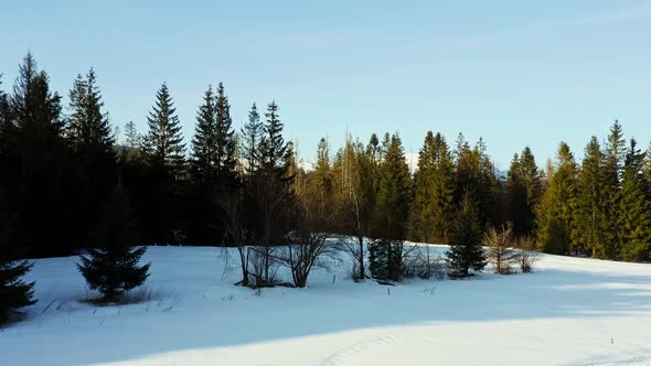 Golden sunlight shines on pine forest with distant Tatra Mountains