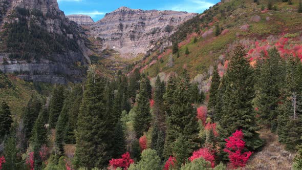 Aerial view of Fall color over forest