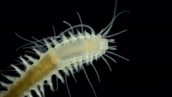 Polychaeta worm, family Hesionidae under the microscope, Phyllodocida Order