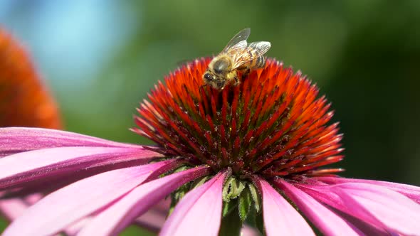 Close up of wild bee on red petal of pink blossom during pollination time in spring season