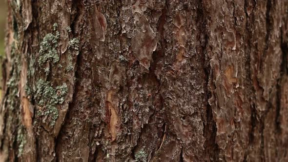 close up of view of the old pine tree bark with moss. Nature elements beauty in mossy summer forest.