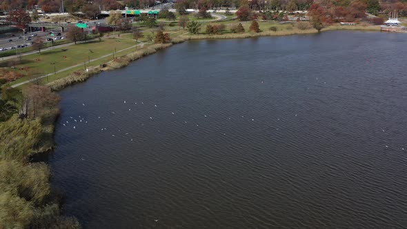 aerial dolly in over seagulls flying low over Meadow Lake with the Grans Central Parkway in the back