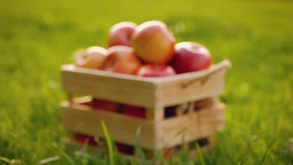 Camera approaches to a wooden crate full of fresh large, ripe red apples