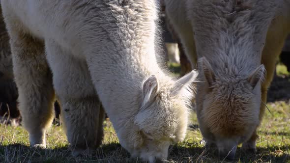 Alpacas Crunching Up the Grass in Fields