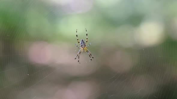 Spider Araneus Closeup on a Web Against a Background of Green Nature