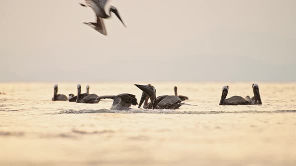 Costa Rica Birds and Wildlife, Brown Pelican (pelecanus occidentalis) Feeding Frenzy, Amazing Animal