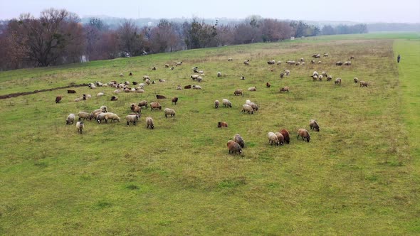 Herd of sheep outdoors. Sheep farming. Flock of sheep in a field
