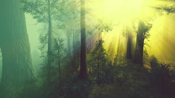 Morning Fog in the Giant Sequoias Forest