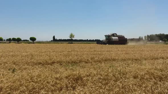 Harvesting in the Wheat Field