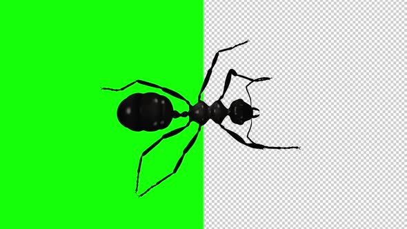 Black Ant - Crawling Loop - Top View - Transparent and Green Screen