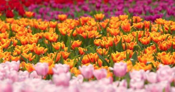 Beautiful tulip garden