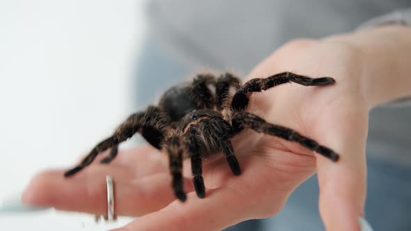 Big Black Spider on a Woman's Hand