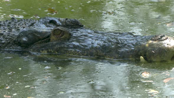 close-up of big Jaws and head of a crocodile in a swamp marsh