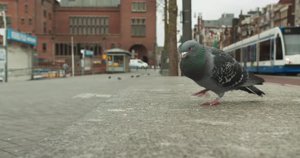 Rock Dove Pecking Food On Sidewalk With Tram And Cars On Road In The Background In Amsterdam, Nether