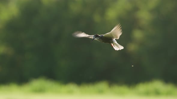Cinematic Slow Motion Shot of Black Tern Hovering in Mid Air