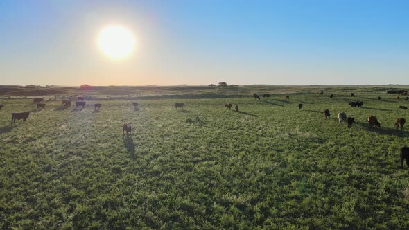 Drone flyover the temperate grassland with various cattle species grazing on the grassy plains durin
