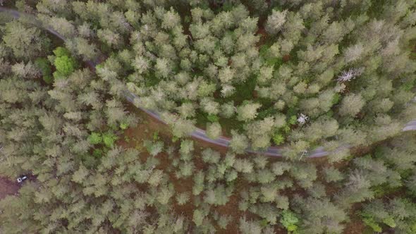 Alluring spruce woods with hidden rural road inside Kinsarvik Ullensvang Western Norway aerial