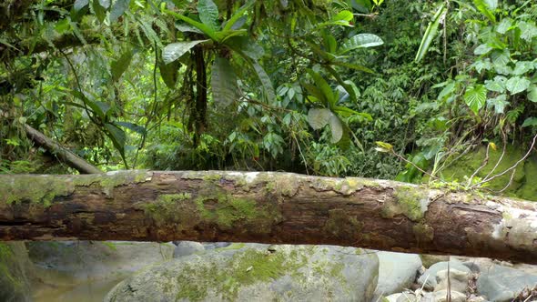 Flying along a fallen wooden tree trunk inside a tropical forest