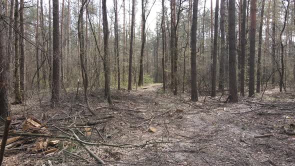 Road in the Forest During the Day Slow Motion