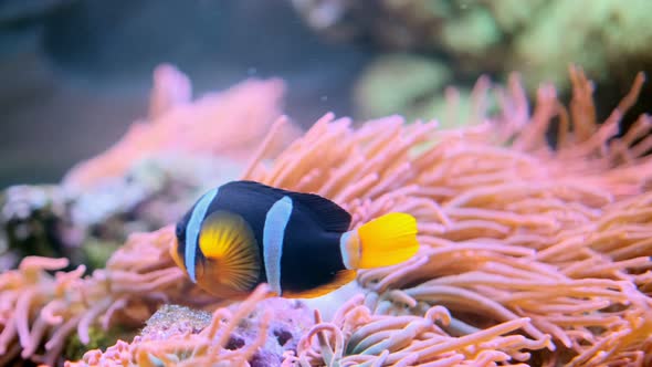 Clown Fish Looking for Food in Corals