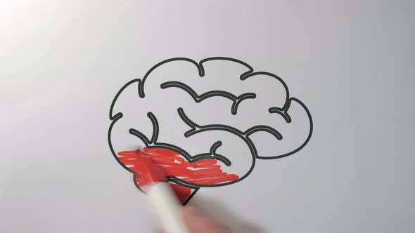 An Animation of the Brain Filled with Color Red