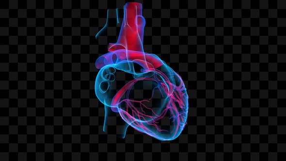 3d Holographic of Human Heart