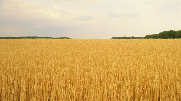 Wheat Field