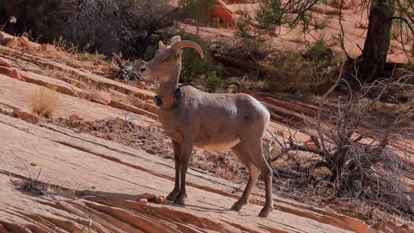 Wild Bighorn Sheep in Zion National Park