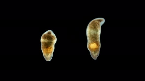 A Flatworm From the Order Proseriata Under a Microscope. Phylum Platyhelminthes