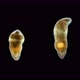 A Flatworm From the Order Proseriata Under a Microscope. Phylum Platyhelminthes - VideoHive Item for Sale