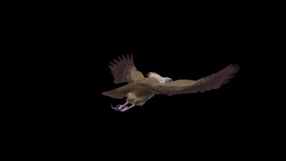 Asian Vulture - Himalayan Griffon - Flying Bird - Back Angle - Transparent Loop