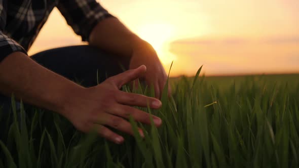 Male Hand is Touching Gently Rice Leaves at Agricultural Field at Sunset