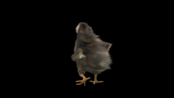 30 Baby Chicks Dancing HD