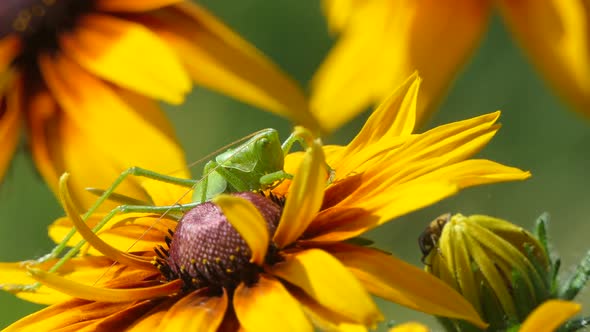 Locust Grasshopper