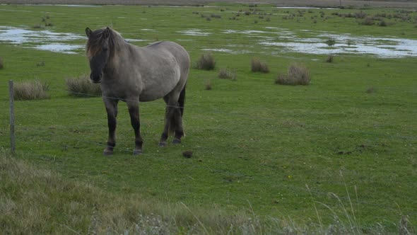 Konik mare keeping wetland vegetation low